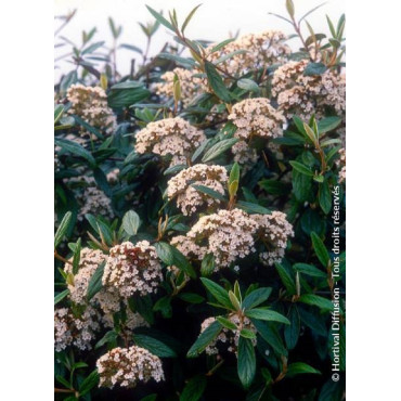 VIBURNUM pragense