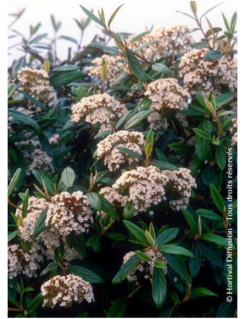 VIBURNUM pragense