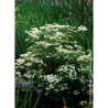 VIBURNUM plicatum WATANABE