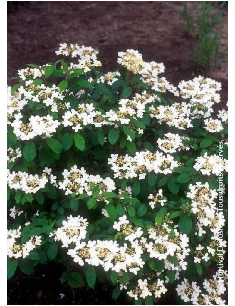 VIBURNUM plicatum WATANABE