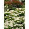 VIBURNUM plicatum MARIESII GREAT STAR®