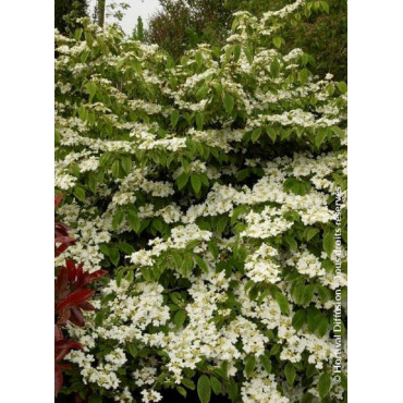 VIBURNUM plicatum MARIESII GREAT STAR®