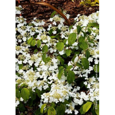 VIBURNUM plicatum MARIESII GREAT STAR®