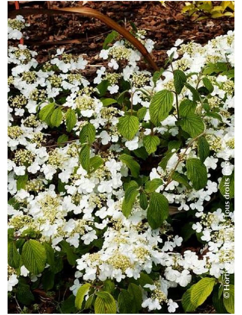 VIBURNUM plicatum MARIESII GREAT STAR®