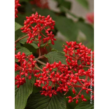 VIBURNUM plicatum MARIESII GREAT STAR®