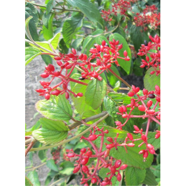 VIBURNUM plicatum tomentosum KILIMANDJARO®