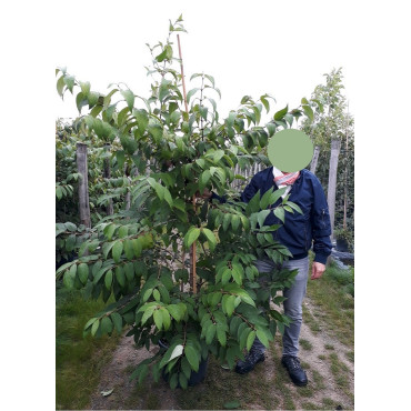 VIBURNUM plicatum tomentosum KILIMANDJARO® En pot de 15 litres forme baliveau