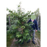 VIBURNUM plicatum tomentosum KILIMANDJARO® En pot de 15 litres forme baliveau