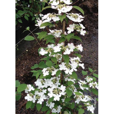 VIBURNUM plicatum tomentosum KILIMANDJARO®