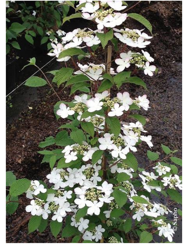 VIBURNUM plicatum tomentosum KILIMANDJARO®