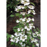 VIBURNUM plicatum tomentosum KILIMANDJARO®