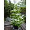 VIBURNUM plicatum tomentosum KILIMANDJARO®