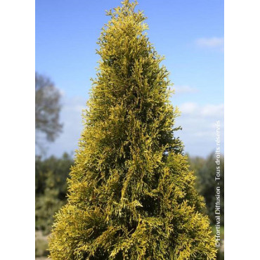 THUJA occidentalis GOLDEN SMARAGD