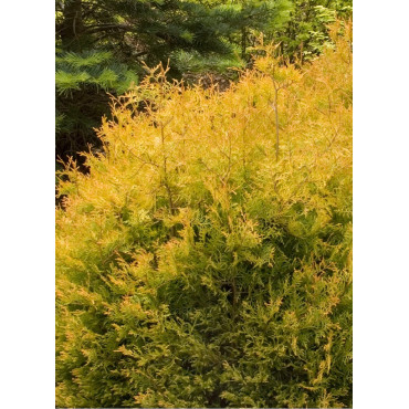 THUJA occidentalis RHEINGOLD