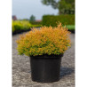 THUJA occidentalis RHEINGOLD En pot de 7-10 litres