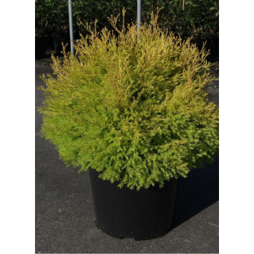 THUJA occidentalis RHEINGOLD En pot de 15-20 litres