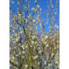 AMELANCHIER canadensis OCTOBER FLAME