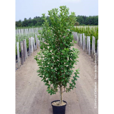 AMELANCHIER canadensis OCTOBER FLAME En pot de 10-12 litres forme quenouille