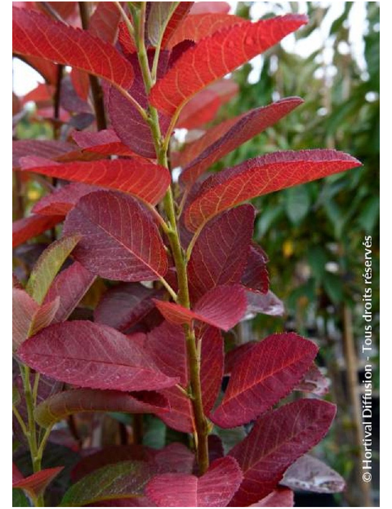 AMELANCHIER canadensis OCTOBER FLAME