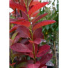 AMELANCHIER canadensis OCTOBER FLAME