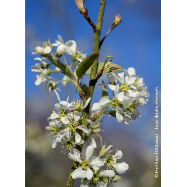 AMELANCHIER canadensis OCTOBER FLAME