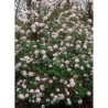 VIBURNUM burkwoodii MOHAWK