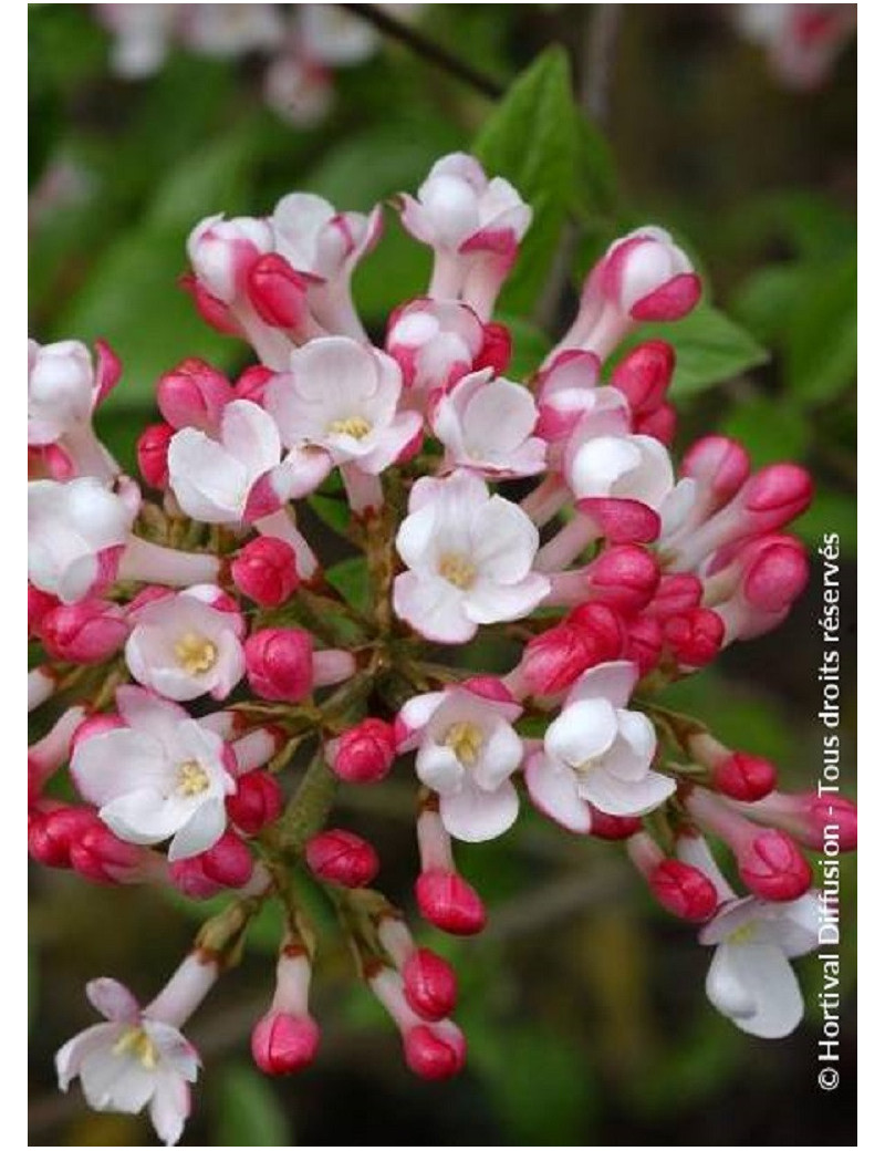 VIBURNUM burkwoodii MOHAWK