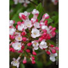 VIBURNUM burkwoodii MOHAWK