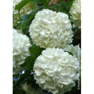 VIBURNUM opulus ROSEUM