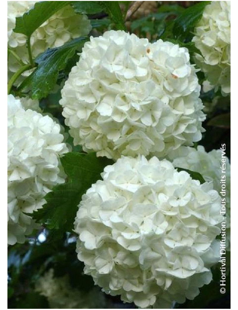 VIBURNUM opulus ROSEUM