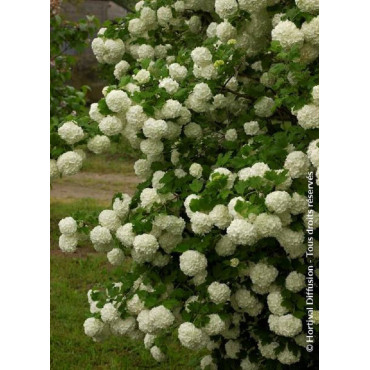 VIBURNUM opulus ROSEUM