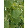 TILIA cordata