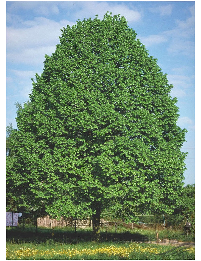 TILIA cordata