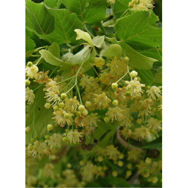 TILIA cordata