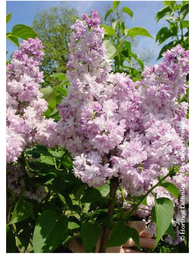 SYRINGA ROSE DE MOSCOU