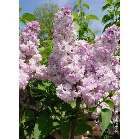 SYRINGA ROSE DE MOSCOU