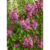 SYRINGA PRINCESSE STURDZA1