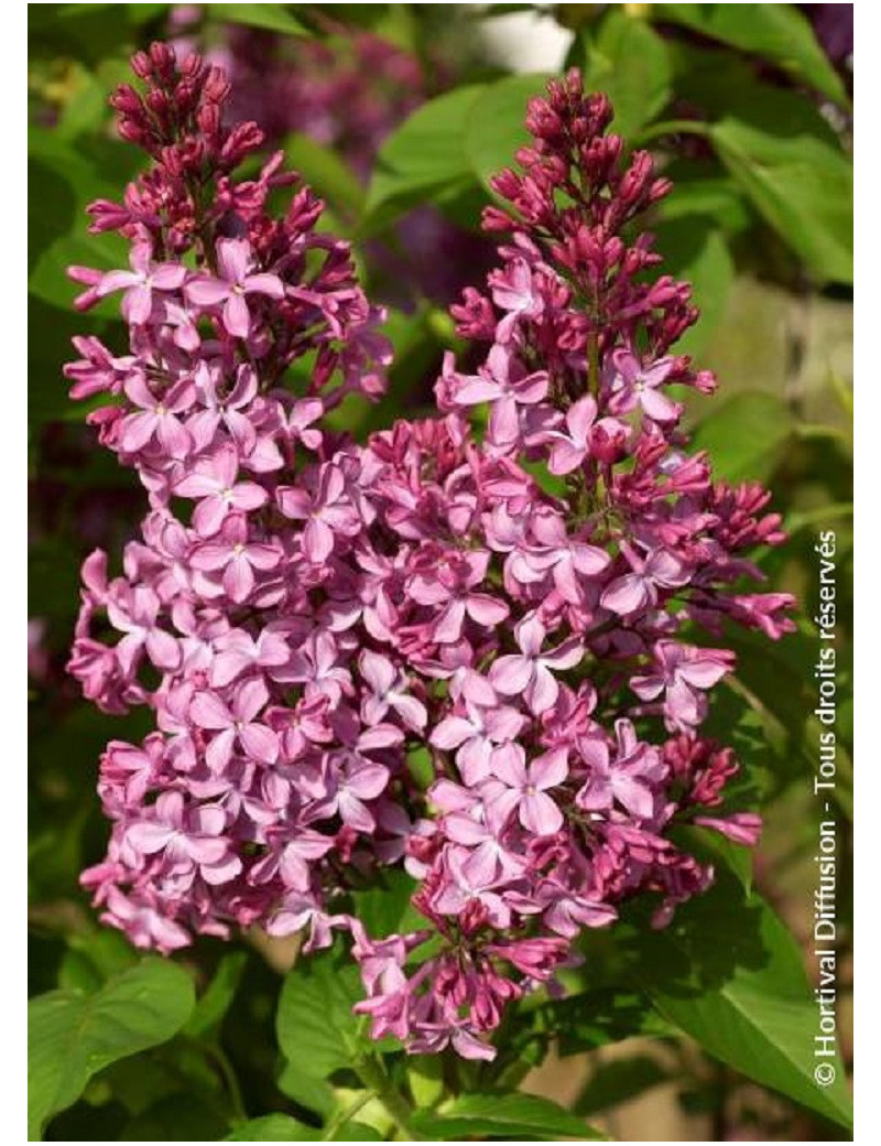 SYRINGA PRINCESSE STURDZA