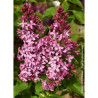 SYRINGA PRINCESSE STURDZA