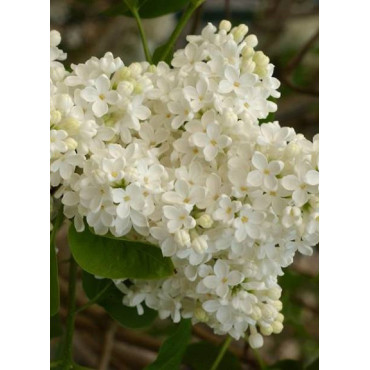 SYRINGA COMTESSE D'HARCOURT