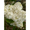 SYRINGA COMTESSE D'HARCOURT