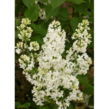 SYRINGA COMTESSE D'HARCOURT