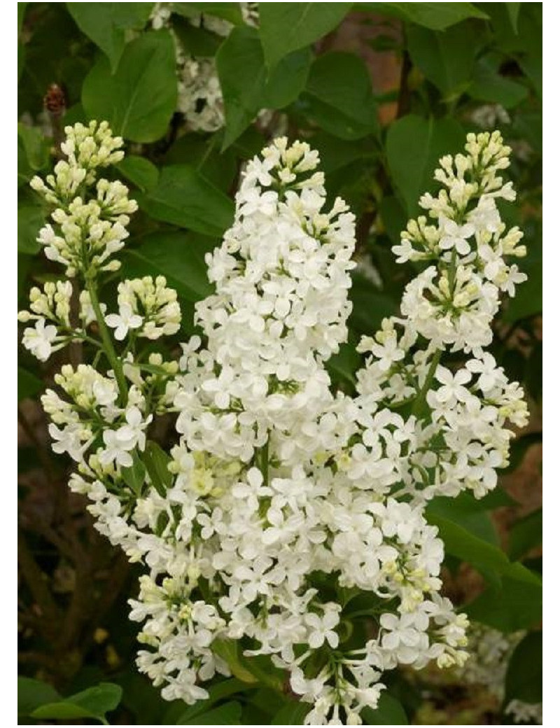 SYRINGA COMTESSE D'HARCOURT