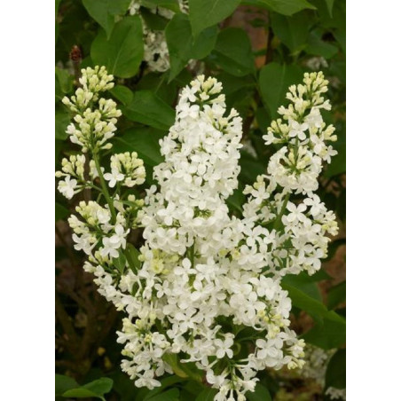 SYRINGA COMTESSE D'HARCOURT