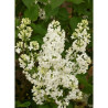 SYRINGA COMTESSE D'HARCOURT