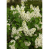 SYRINGA COMTESSE D'HARCOURT