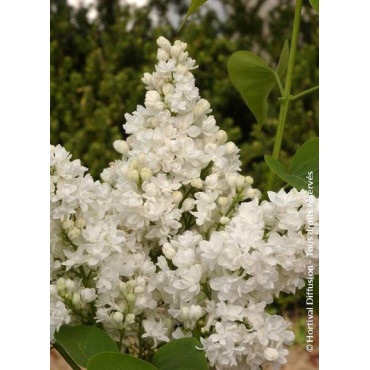 SYRINGA DENTELLE D'ANJOU