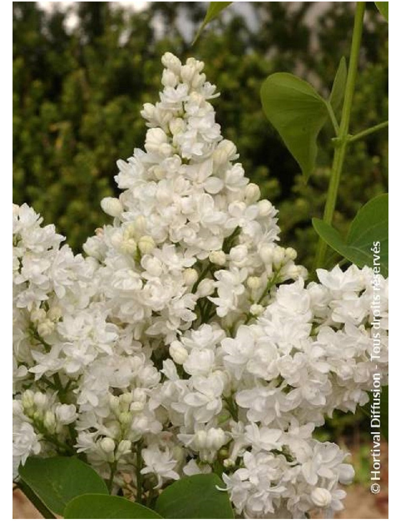 SYRINGA DENTELLE D'ANJOU