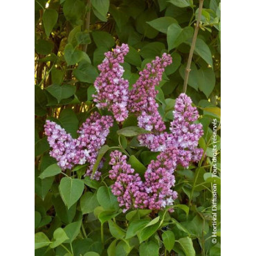 SYRINGA BELLE DE NANCY