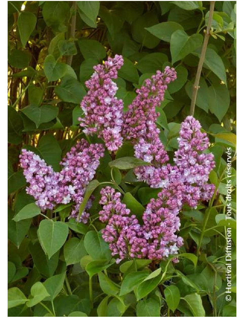 SYRINGA BELLE DE NANCY